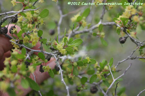 Colubrina texana
