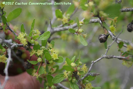 Colubrina texana