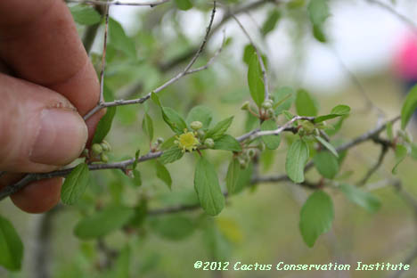 Colubrina texana