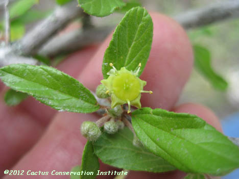 Colubrina texana