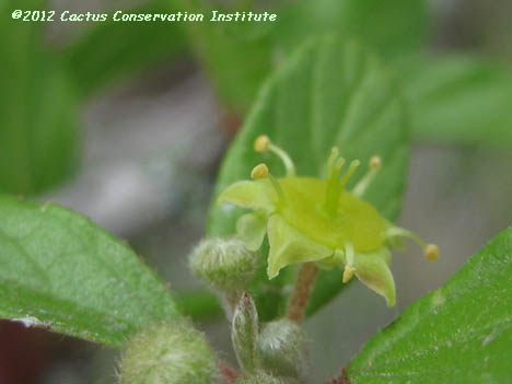 Colubrina texana