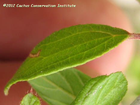 Colubrina texana