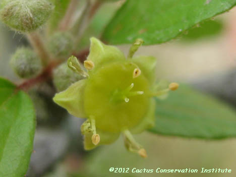 Colubrina texana