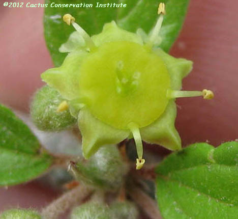 Colubrina texana