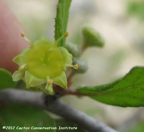 Colubrina texana