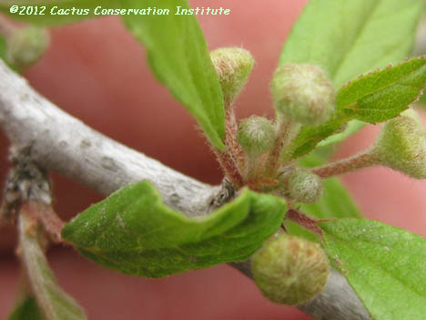 Colubrina texana