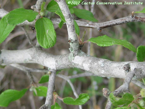 Colubrina texana