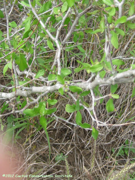 Colubrina texana