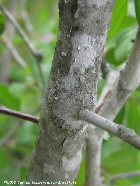 Colubrina texana
