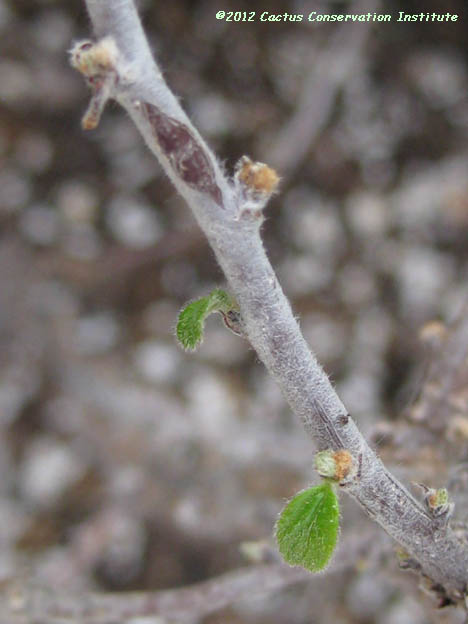 Colubrina texensis