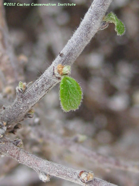 Colubrina texensis