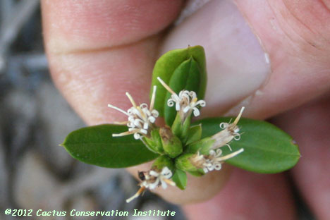 Gochnatia hypoleuca