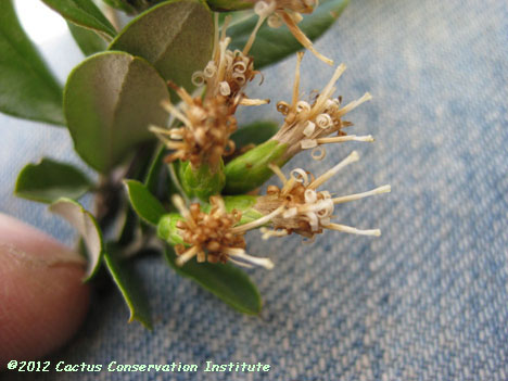 Gochnatia hypoleuca