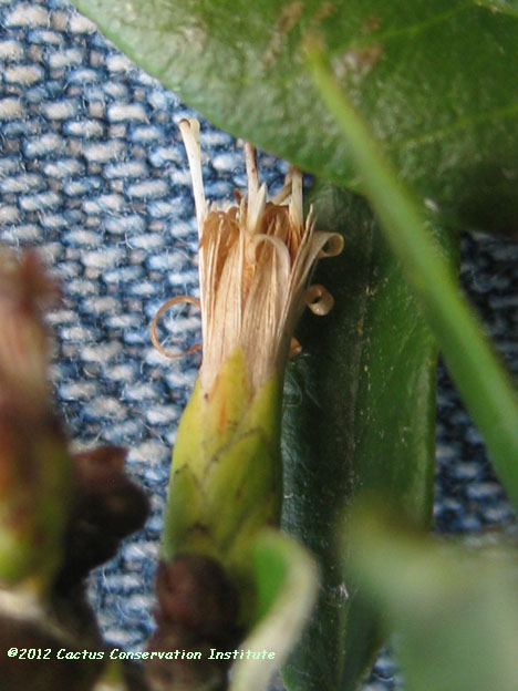 Gochnatia hypoleuca