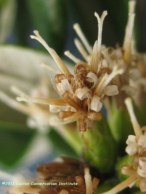 Gochnatia hypoleuca