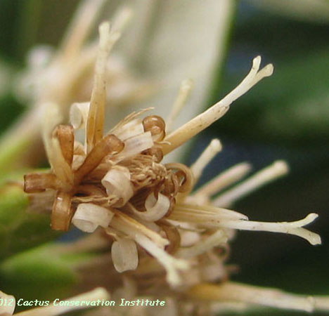 Gochnatia hypoleuca