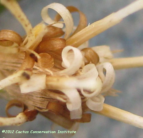 Gochnatia hypoleuca