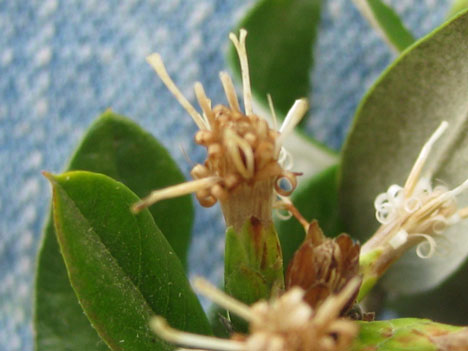 Gochnatia hypoleuca