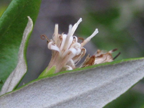 Gochnatia hypoleuca