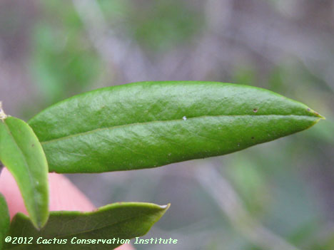 Gochnatia hypoleuca
