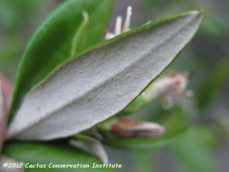 Gochnatia hypoleuca