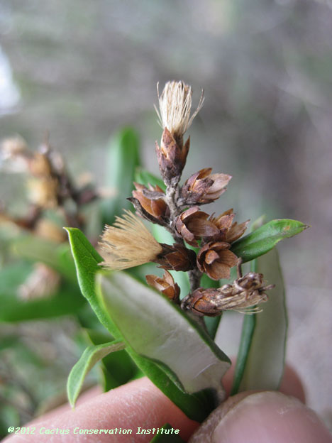Gochnatia hypoleuca