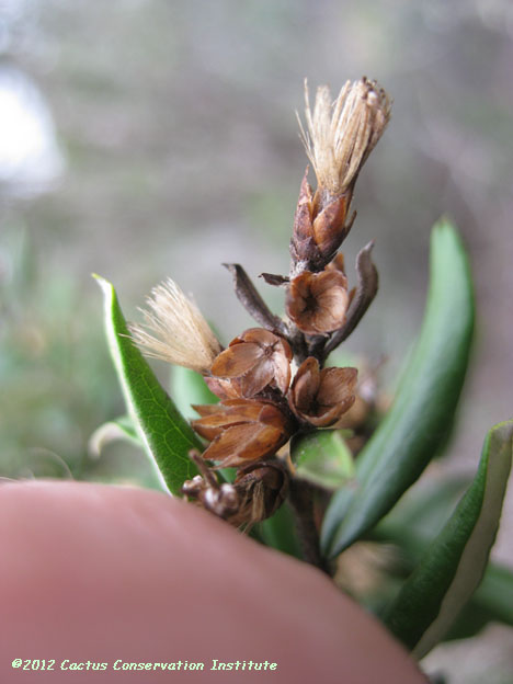 Gochnatia hypoleuca