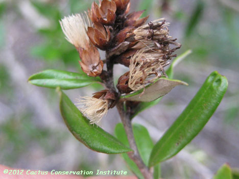 Gochnatia hypoleuca