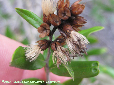 Gochnatia hypoleuca