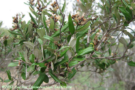 Gochnatia hypoleuca