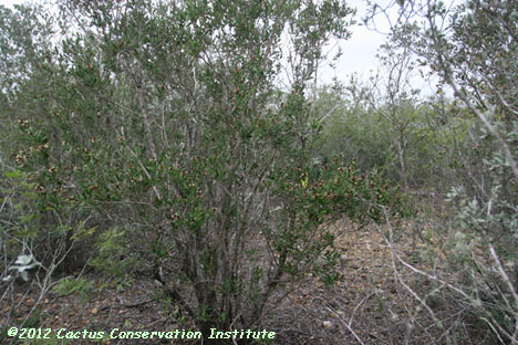 Gochnatia hypoleuca