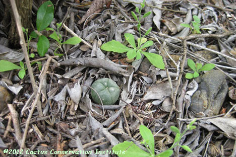 Gochnatia hypoleuca