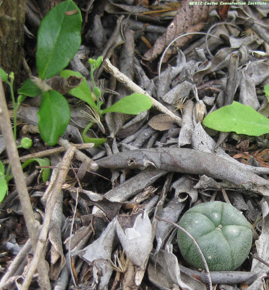 Gochnatia hypoleuca
