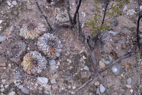 Thelocactus with Larrea