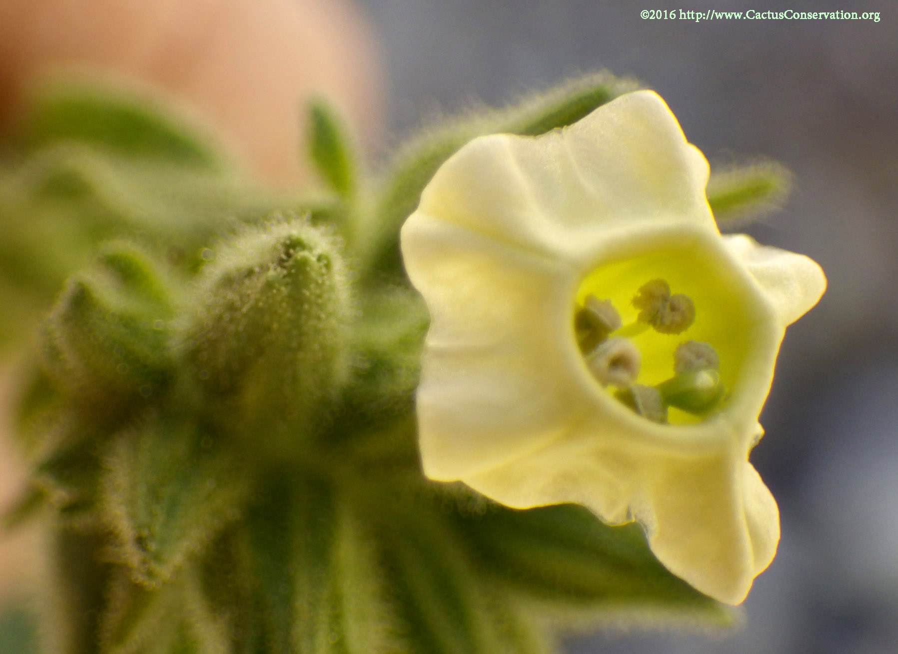nicotiana obtusifolia