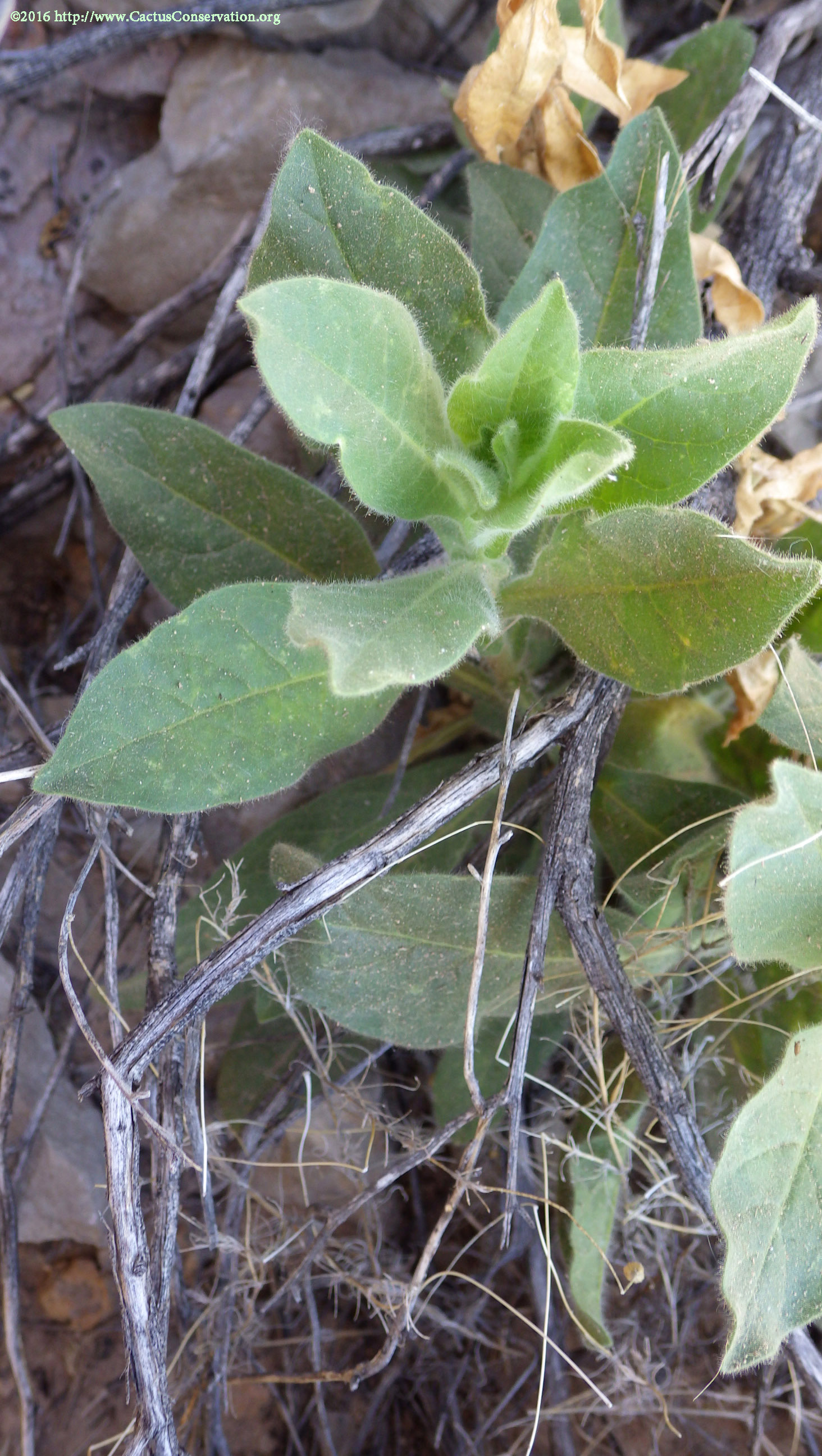 Nicotiana obtusifolia