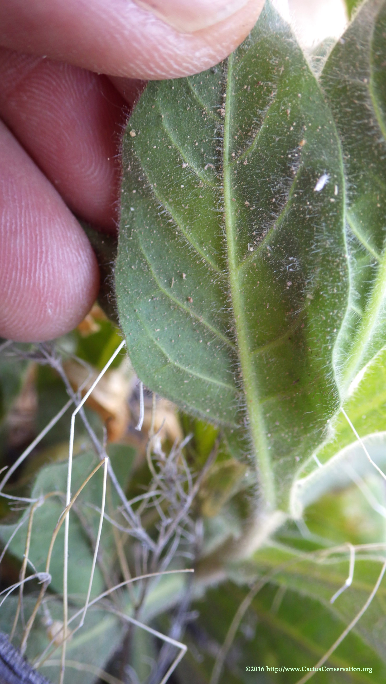 Nicotiana obtusifolia