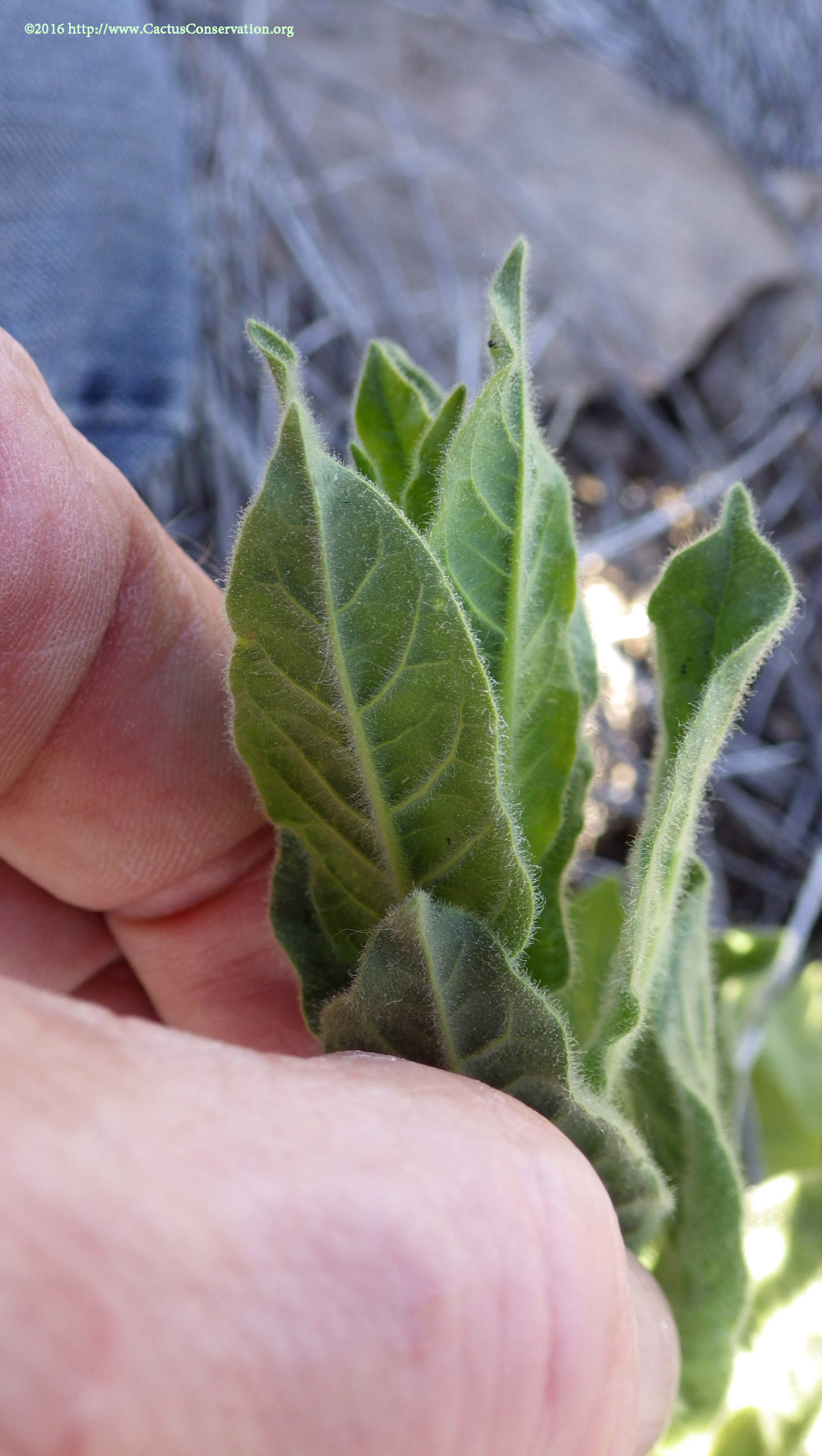 Nicotiana obtusifolia