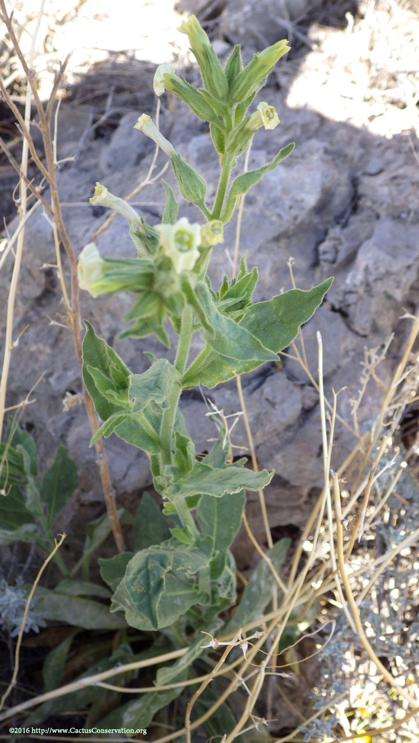 Nicotiana obtusifolia