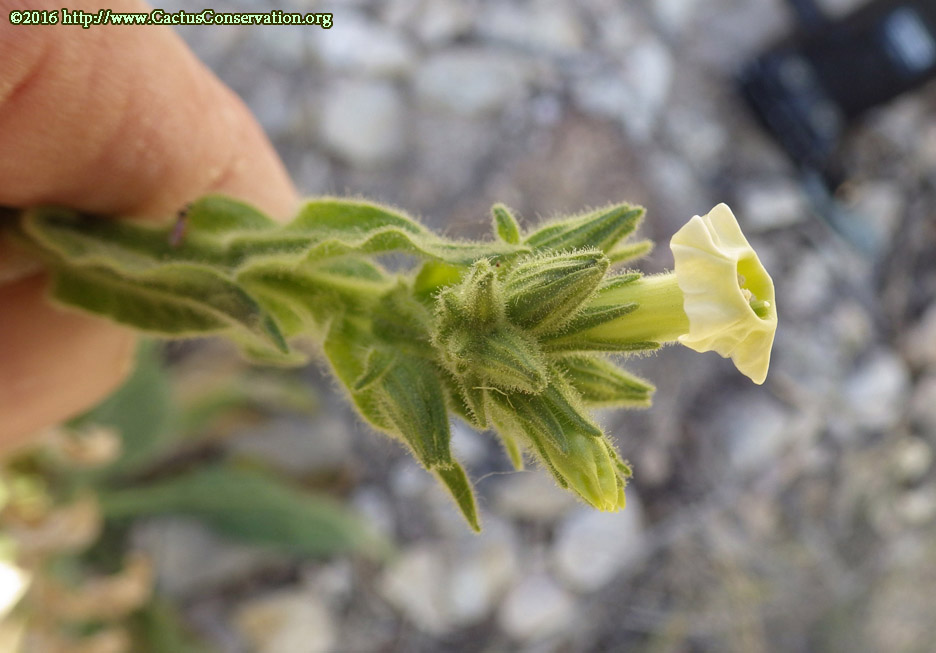 Nicotiana obtusifolia