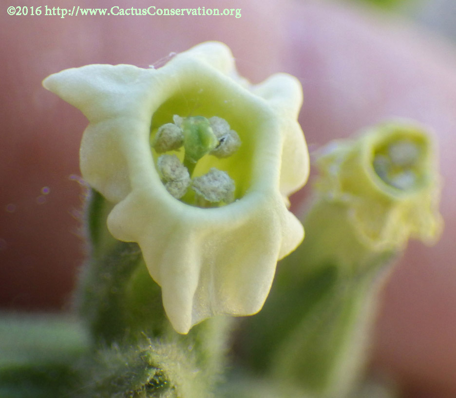 Nicotiana obtusifolia