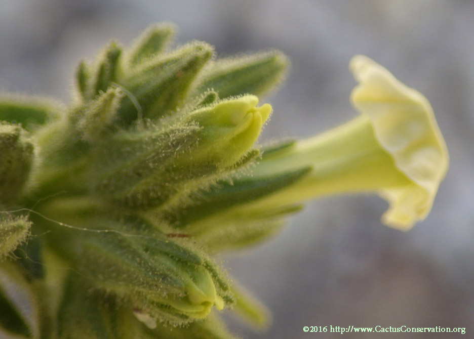Nicotiana obtusifolia