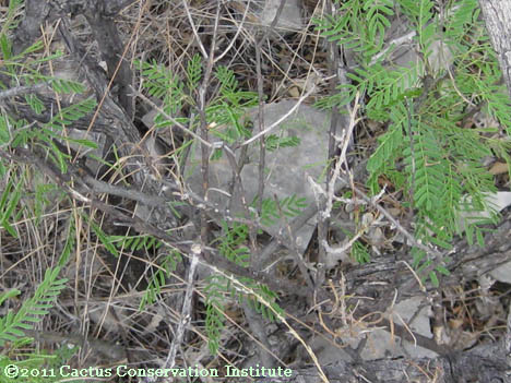 Prosopis glandulosa