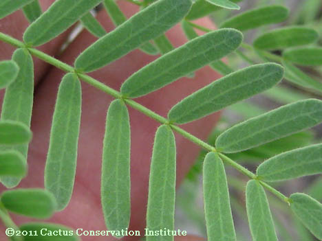 Prosopis glandulosa