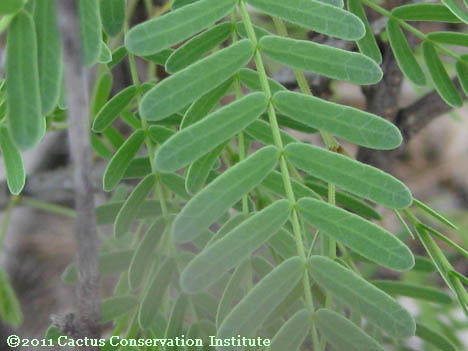 Prosopis glandulosa