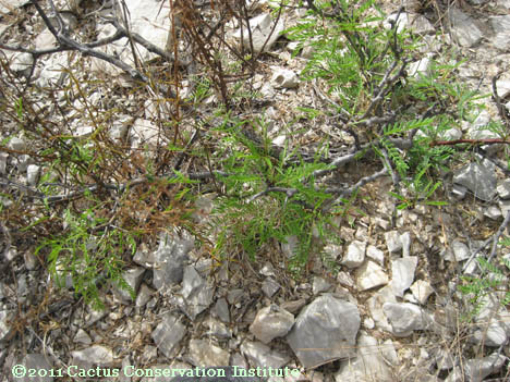 Prosopis glandulosa