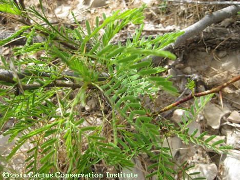 Prosopis glandulosa