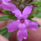 Verbena sp