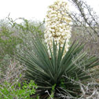 Yucca treculeana