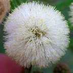 Acacia berlandieri